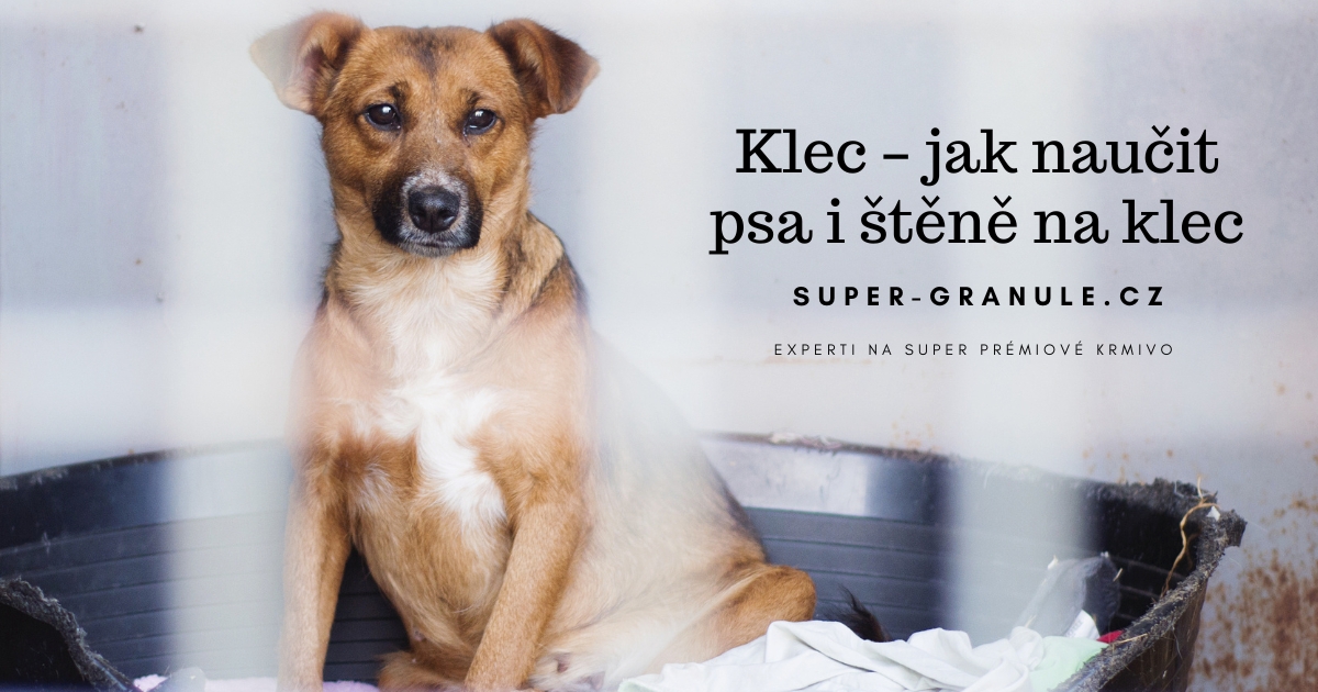 Klec – jak naučit psa i štěně na klec